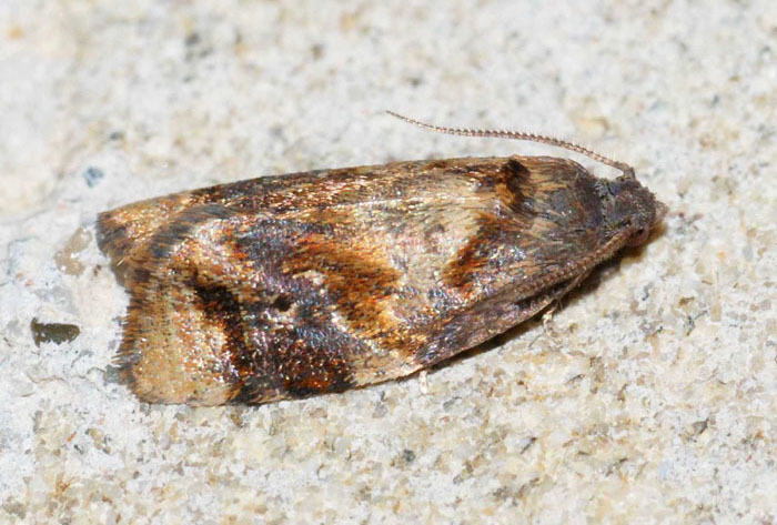 Tortricidae N�  66